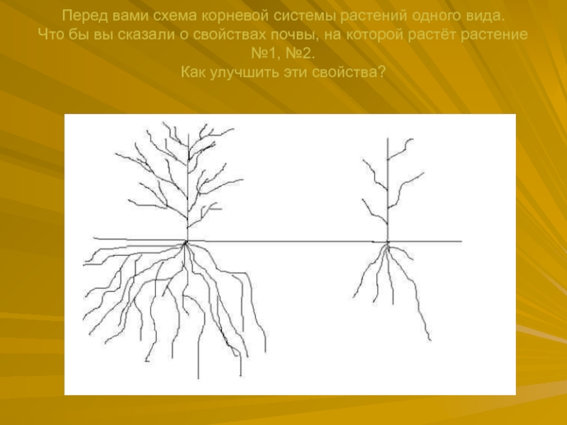 Схема корневой системы вишни