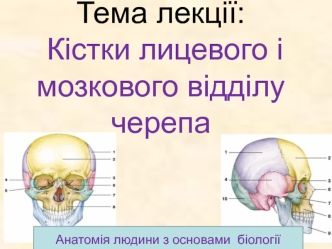 Кістки лицевого і мозкового відділу черепа