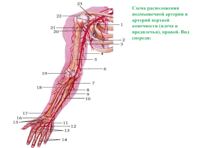 Артериальная вена на руке фото с расшифровкой