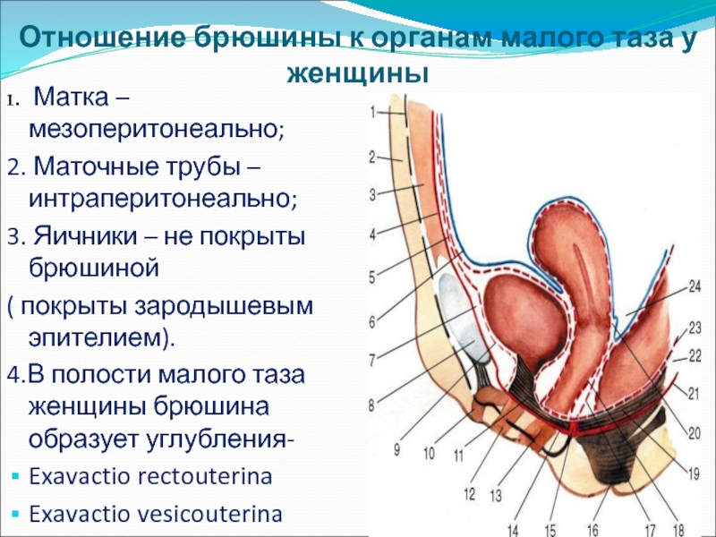 Органы таза у женщин. Отношение органов малого таза к брюшине. Анатомия брюшины малого таза. Анатомия матки и малого таза. Маточные трубы по отношению к брюшине.