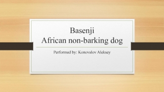 Basenji African non-barking dog