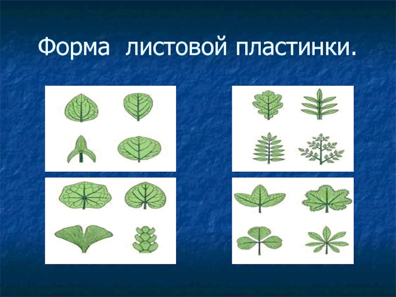 Форма листовой пластины. Тип листа по форме листовой пластинки. Оксалис форма листовой пластинки. Форма ЛСИ товой пластины. Типы листовых пластинок по форме.