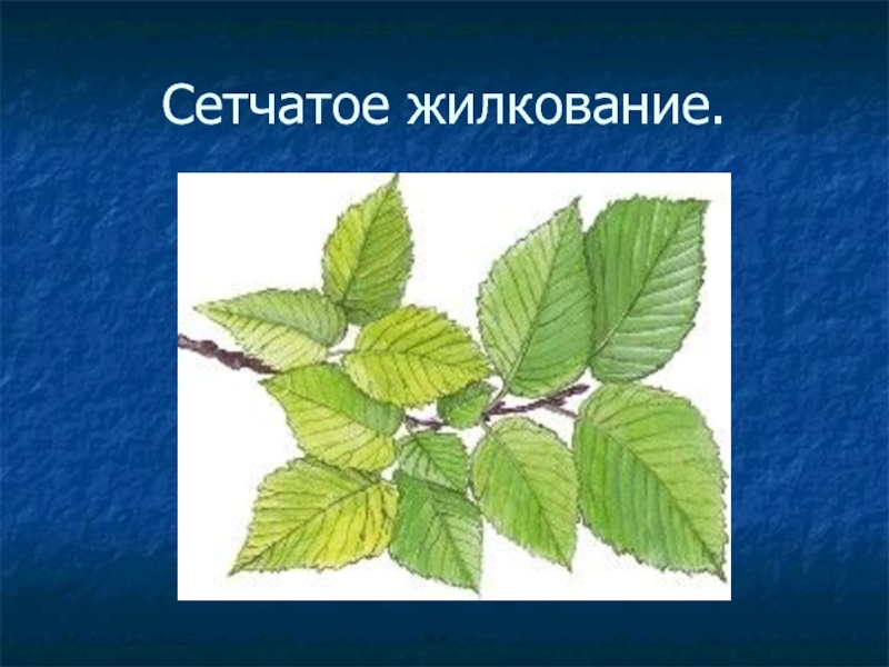 Сетчатое жилкование листа. Сетчатое жилкование листьев. Жилкование березы. Жилкование листа малины. Сечататое жилкование листьев.