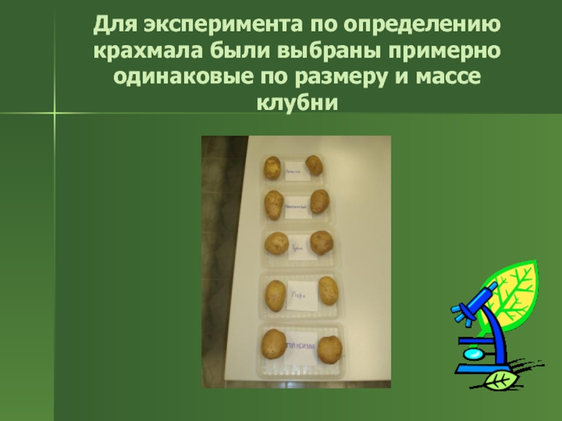 Коле стало интересно чему примерно равен. Картофель презентация. Картофель второй хлеб. Проект на тему картофель второй хлеб практическая часть. Опыты с 2 клубнями картофеля презентация.