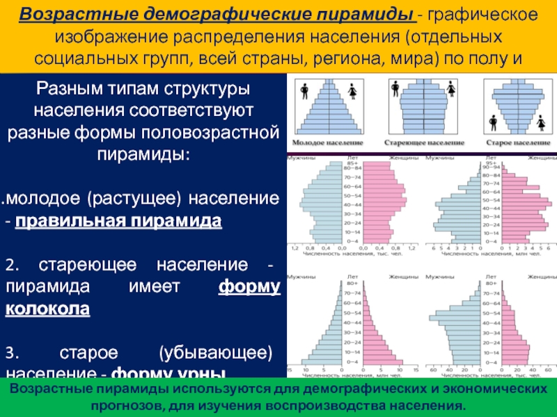 Возрастная структура