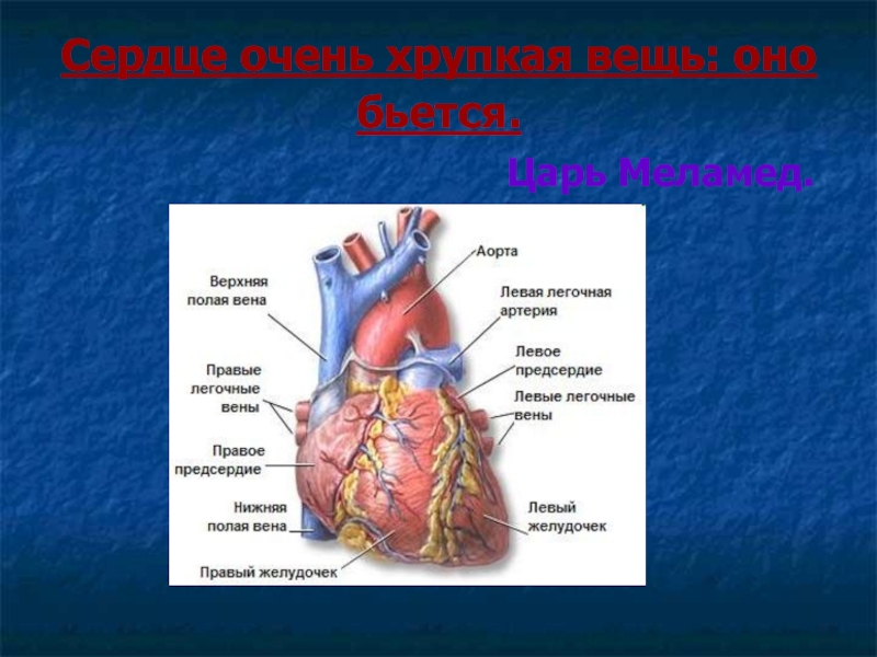 Анатомия сердца содержание всех серий. Строение сердца. Сердце реферат. Сердце описание. Строение сердца доклад.