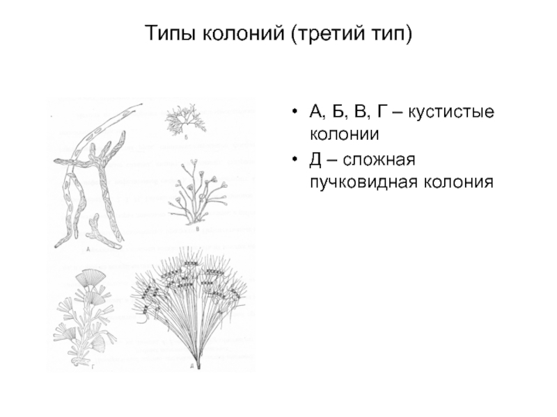 Типы колоний