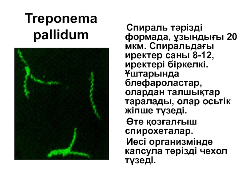 Anti treponema pallidum