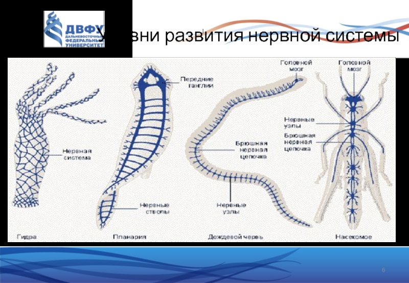 Развитие нервной системы