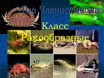 Класс Ракообразные