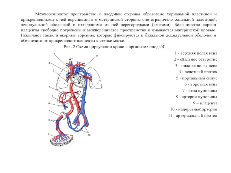 Крепление плода к передней стенке матки