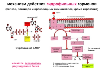 Эндокринная система. Механизм действия гидрофильных гормонов