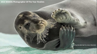 2014 Wildlife Photographer Of The Year Finalists