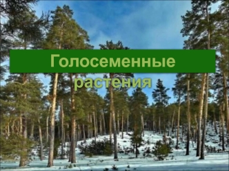 Голосеменные растения