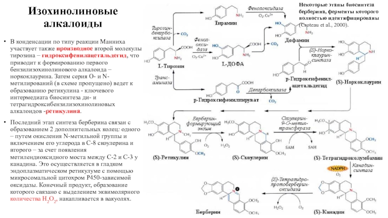 Курсовая работа по теме Изохинолиновые алкалоиды и препараты на их основе