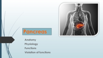 Pancreas. Аnatomy. Physiology. Functions. Violation of functions