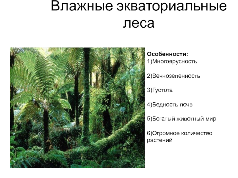 Географические особенности влажных экваториальных лесов. Зона влажных экваториальных лесов в Африке растения. Экваториальные леса характеристика. Характеристика влажных экваториальных лесов.