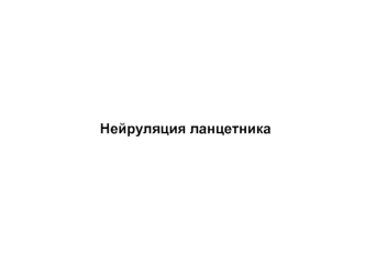 Нейруляция ланцетника