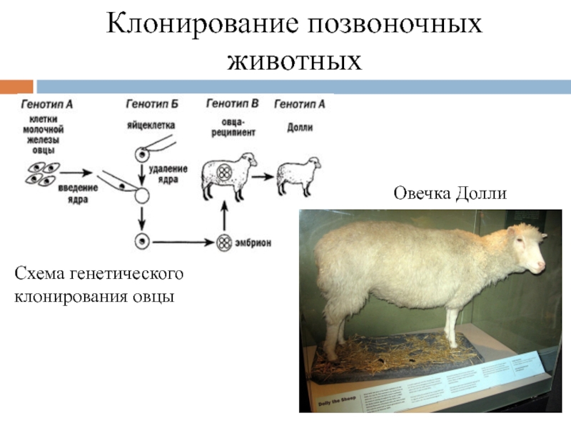 Овечка долли схема клонирования