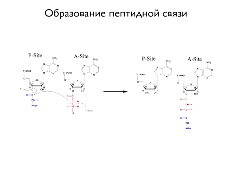 Образование пептидной связи