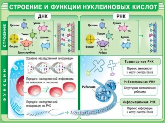 Строение и функции нуклеиновых кислот