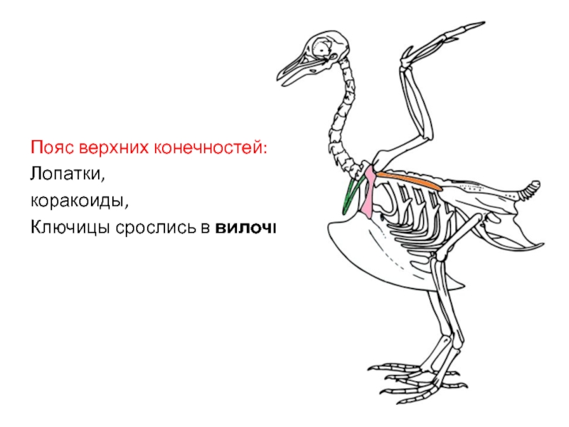 Кости верхних конечностей птиц. Коракоид. Коракоидная кость у птиц. Вороньи кости коракоиды. Коракоид у млекопитающих.