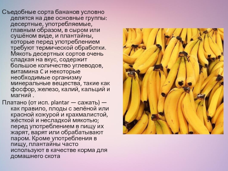 Доклад по теме Банан