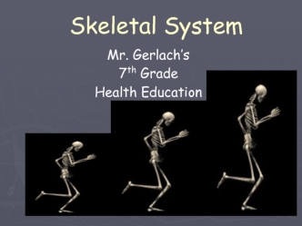 Skeletal System