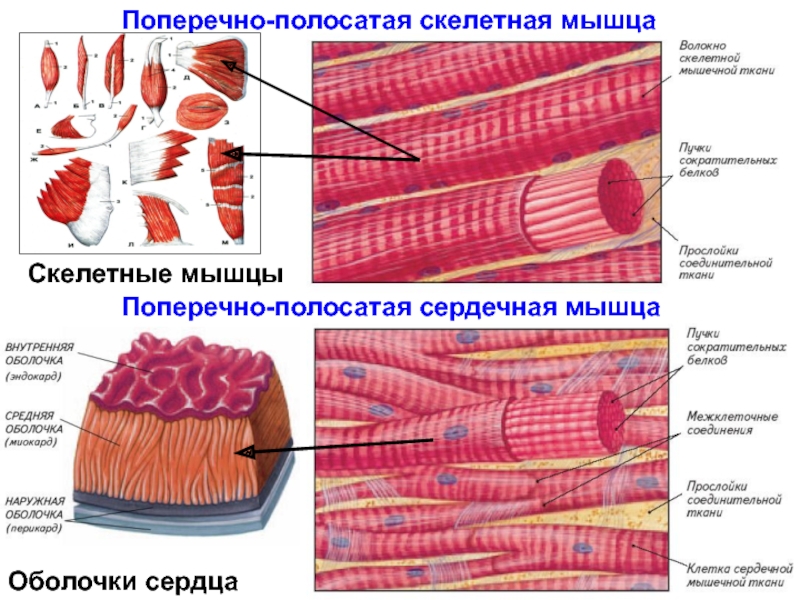 Изображение сердечной поперечнополосатой мышечной ткани
