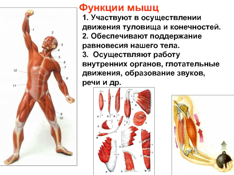 Назовите функции мышц. Мышцы человека строение и функции. Функции мышц туловища и конечностей. Функции мышц человеческого тела. Мышечная система скелетные мышцы строение функции.