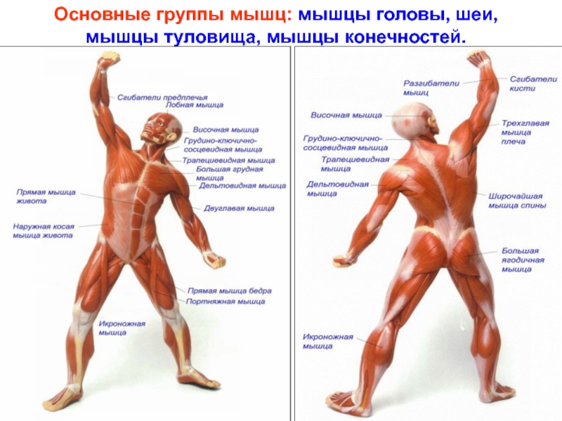 Основные работы мышц. Строение и функции мышцы головы и шеи,туловища. Мышцы туловища и конечностей спереди. Мышцы головы шеи туловища конечностей. Основные мышцы тела человека.