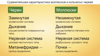 Сравнительная характеристика моллюсков и кольчатых червей