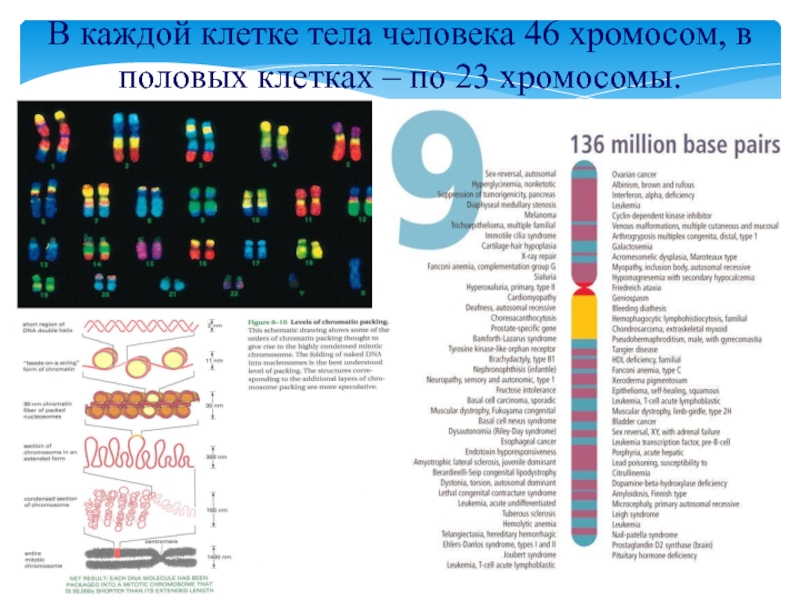 23 хромосомы у человека в клетках. В каждой клетке человека 46 хромосом. Сколько хромосом содержится в клетках человека.