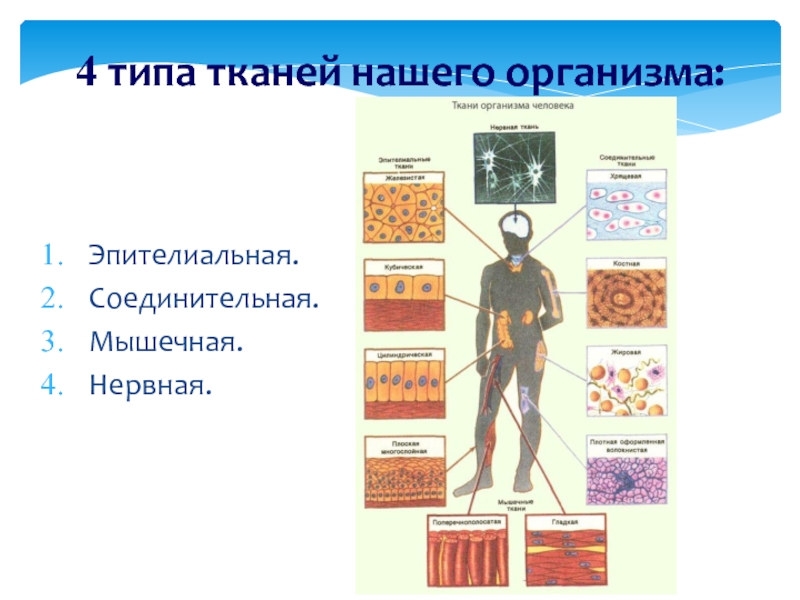 Какой тип ткани изображен на рисунке 1 соединительная 2 мышечная 3 нервная