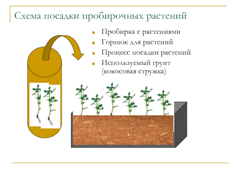 Схема посадки цветов в кашпо