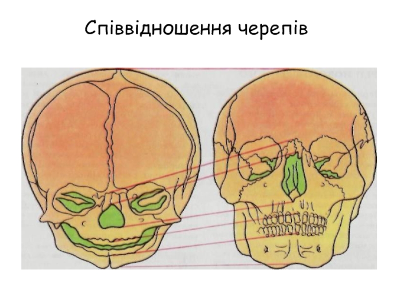 В черепе человека в отличие. Соотношение лицевого и мозгового черепа у взрослых. Возрастная анатомия черепа. Детский череп анатомия. Строение черепа грудничка.