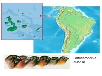 Галапагосские вьюрки