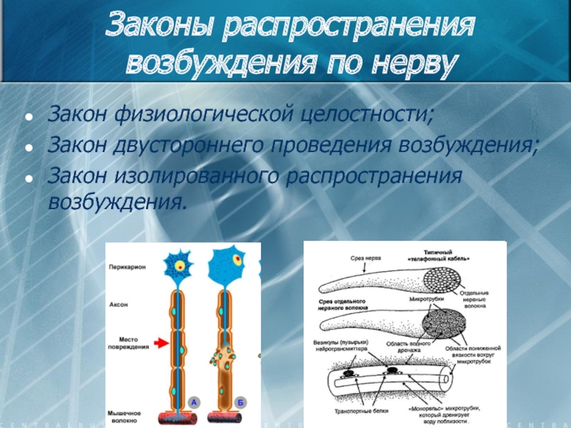 Законы нервной системы