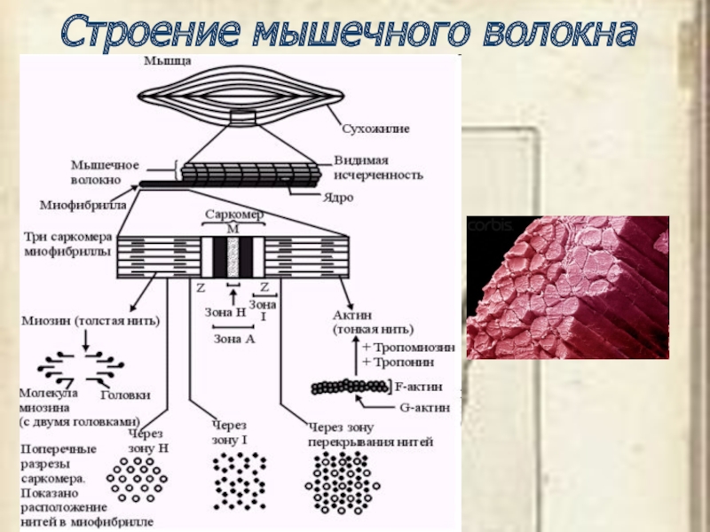 Мышцы строение схема