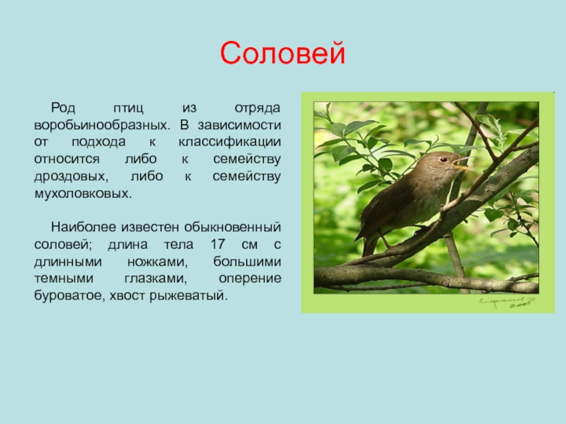 Соловей презентация 5 класс