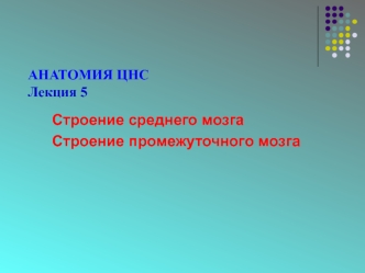 Строение среднего и промежуточного мозга