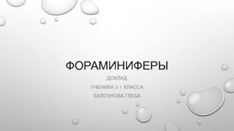 Фораминиферы