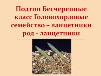 Подтип Бесчерепныекласс Головохордовыесемейство – ланцетникирод - ланцетники