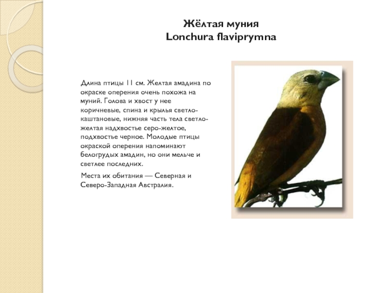 Реферат: Птицы средней полосы России