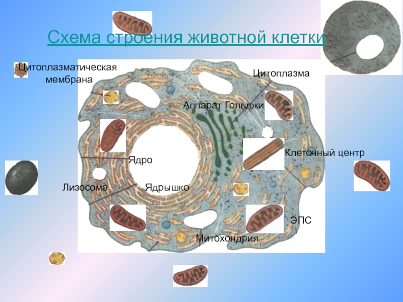 Как строение клетки связано с функцией