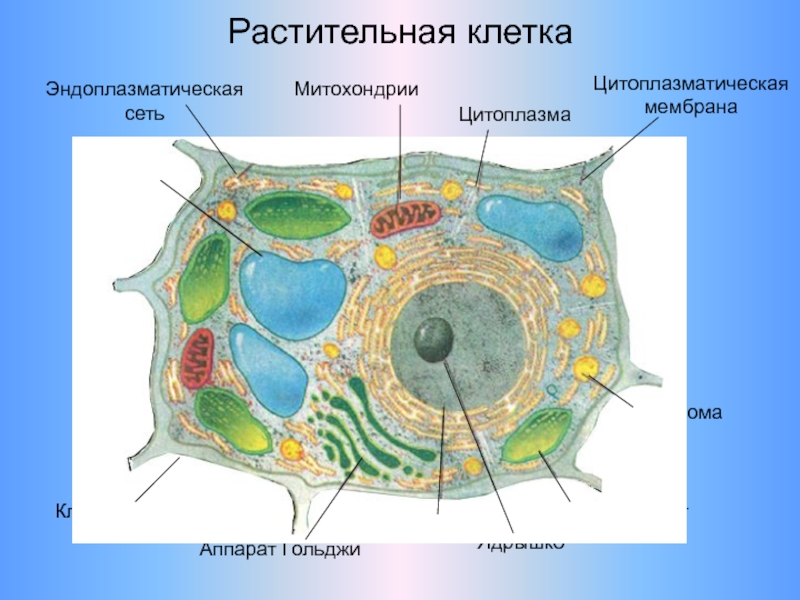 Строение клетки вывод