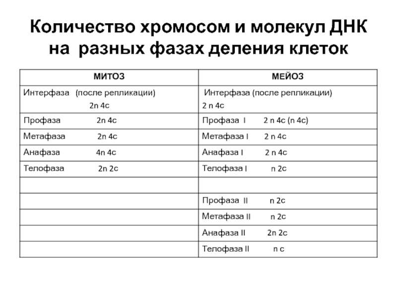 Закончите схему изменение хромосомного набора клеток и числа молекул днк в процессе мейоза