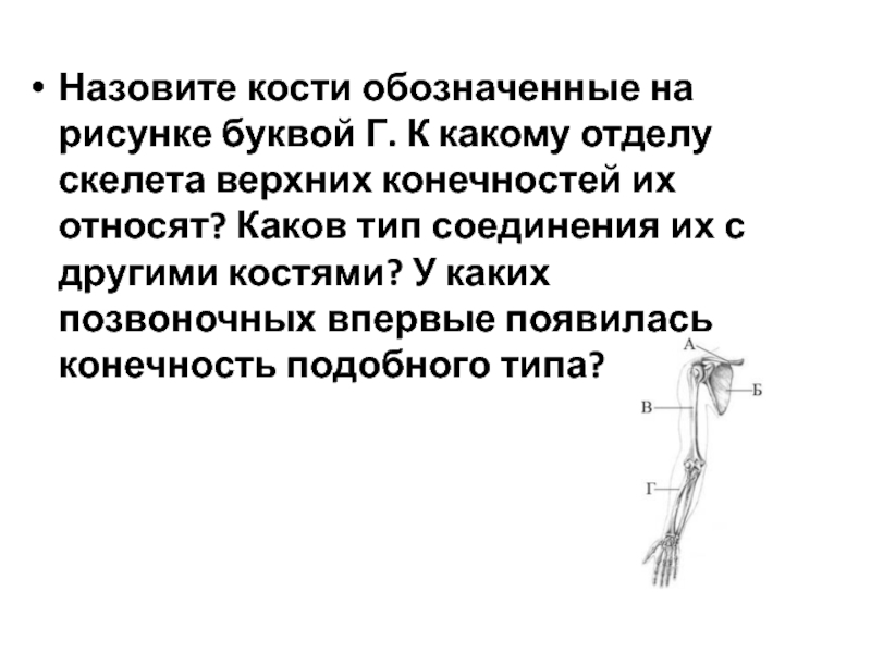 Назовите кости обозначенные на рисунке а и б укажите к каким отделам скелета их относят