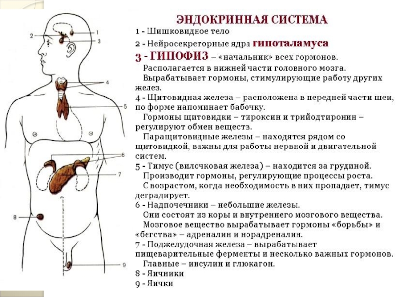 Железы в организме человека. Расположение желез внутренней секреции рисунок. Функции желез внутренней секреции щитовидная железа. Надпочечники железа внутренней секреции. Железы внутренней секреции таблица поджелудочная железа.