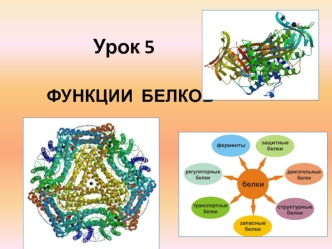 Функции белков